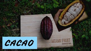 All about cacao: when it's ripe + how to eat it