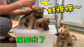 田园犬狗崽第一次打针，全程乖巧一声不吭，完美配合