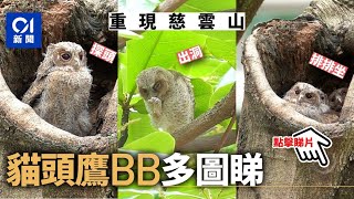 貓頭鷹 BB 現慈雲山樹洞　全城爭睇超可愛「表情包」 │ 01新聞