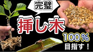 【失敗しない挿し木】イチジクは成功率100％目指せる？土の配合・穂木の加工・挿し方のポイントを初心者でもわかりやすく解説！