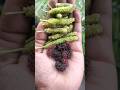 Healthy & Organic Home terrace garden #fruitsgrowing #raspberry #papaya #lemons