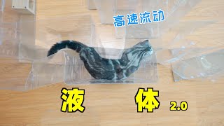 猫绝对是液体！顺着透明水管流进了我家！【蒂姆嘟嘟Tim】