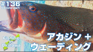 【沖縄】アカジン（スジアラ） x ウェーディング ＃136 後編【Grouper】