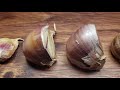 how to grow garlic indoors anytime anywhere