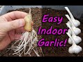 How To Grow Garlic Indoors Anytime Anywhere