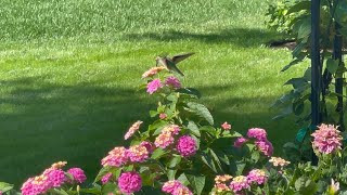 实拍蜂鸟视频｜蜂鸟喜欢花园里的哪些花｜Hummingbirds in my garden｜what flowers hummingbirds love