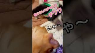 猫みたいな声を出すチワワ　#shorts