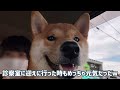 【去勢手術】日帰り手術〜帰宅後の様子と費用についてー生後7ヶ月柴犬の子犬の場合ーshiba inu has undergone castration surgery−