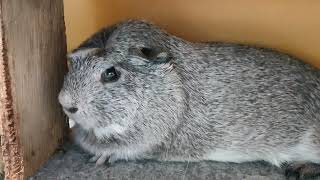 夏空♦⑥モルモット・天竺鼠・沖縄こどもの国・・・Guinea_pig・Okinawa Zoo \u0026 Museum(20240701)