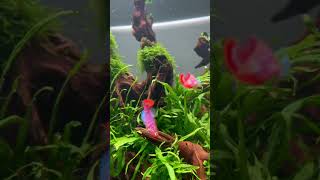 Какие рыбки у вас самые большие задиры❓🥊 #аквариум #mashabloom #машаблюм #aquarium #аквариумистика