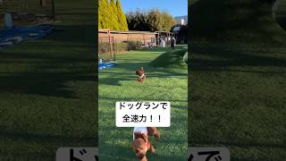 【全速力！！】ドッグランで全速力で走るトイプードルの双子 #shorts #dog #犬 #兄弟 #双子 #ドッグラン