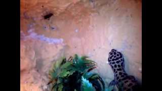 Leopard Gecko. Hunting!!! Gekon Lamparci. Polowanie!!!