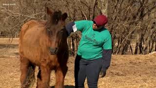 Horses helping veterans cope after service
