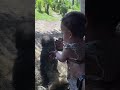 baby gorilla meets baby human