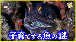 【ゆっくり解説】9割が育児ストレスで卵を●●…？「子育て」する魚の謎を解説