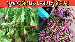 ગુજરાતમાં સૌથી વધુ વેચાતું રીંગણ || ચોકલેટ દેશી ગુલાબી રીંગણ || મોરપીછ રીંગણ 9099175218