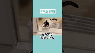 お風呂嫌いなはずなのに恐る恐る浴室の探検をする猫が可愛すぎる