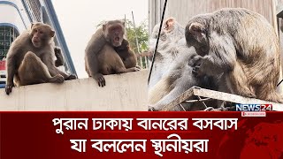 মানুষ আর বানরের পাশাপাশি বসবাস! | News24 Special