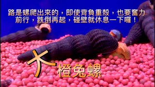 橙兔螺(Tylomelania zemis/Orange Rabbit Snail)