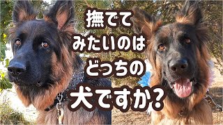 【ジャーマンシェパード】犬も飼い主も見た目が大事？シェパード見た人を怖がらせないための工夫。