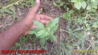 బృంగరాజం bringarajam గుంట గలగర చెట్టు gunta galagara tree