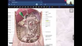 Anatomi Dinding Abdomen, Tractus Digestivus Superior, Tractus Digestivus Inferior