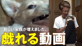 【犬動画】お盆特別企画！生後2ヶ月のミニチュアダックスと遊ぼう！愛犬クレム（チワワ）も登場！【謎の5日目】