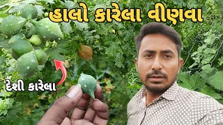 હાલો કારેલા વીણવા l Halo Karela Vinva l Desi Karela l Gujarati Vlog