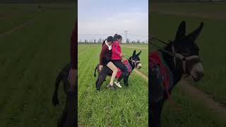 Funny Donkey Moments! Training \u0026 Riding with a Fun Twist!  029