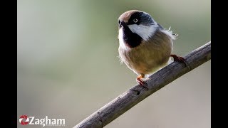 Top 10 Most Beautiful Birds in Pakistan | Birds of Pakistan | Life Skills TV