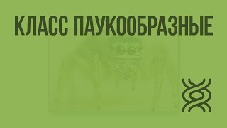 Класс Паукообразные. Видеоурок по биологии 7 класс