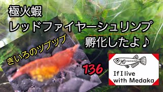 極火蝦 孵化したよ‼️【めだかと暮せば】no.136 #メダカ #極火蝦 #レッドファイヤーシュリンプ