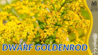 DWARF GOLDENROD Information, Description \u0026 More! (Solidago sphacelata)