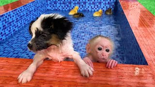 Monkey Baby Bu Bu eat fruit and in the pool with puppy and duckling