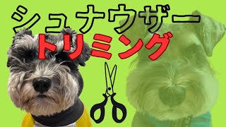 【シュナウザー散髪日】愛犬のトリミング日の様子を動画にしました