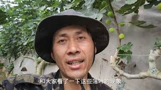 无花果叶片黄化脱落，果子还干瘪，不要怕，最好的防治方法来了！