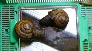 Timelapse of Mating Sinistral Land Snails ヒダリマキマイマイの交尾【60倍速動画】