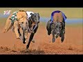 Download Greyhound Dog Racing - JerseyGroovyFilms In Mp4 3Gp Full HD Video