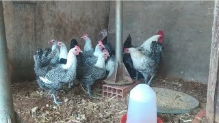 🔴 شريت💲 أسطول من دجاج🐔 الفيومي من أحسن أنواع الدجاج البياض🥚