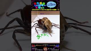 【閲覧注意】コオロギがサソリモドキサソリモドキに抱き付いた結果…😱　⚔タイワンサソリモドキｖｓヨーロッパイエコオロギ⚔　＜生物観察　昆虫バトル　捕食　給餌　飼育　奇蟲＞#shorts