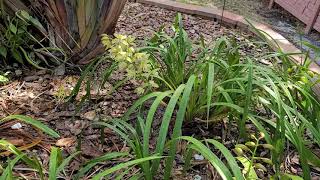 Cymbidium Orchid In Ground