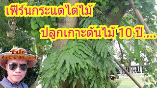 เฟิร์นกระแตไต่ไม้ ปลูกเกาะต้นไม้ในธรรมชาติ 10 ปีโตแค่ไหน...?