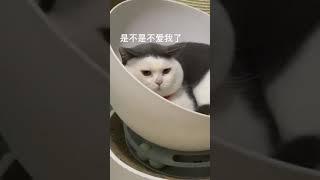 这就吃醋了？ #猫咪的迷惑行为