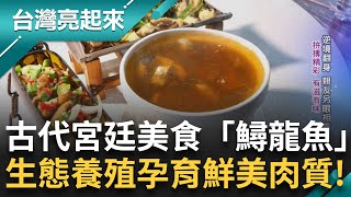 帝王級美食「鱘龍魚」全身都是寶！深山湧泉養鱘寶地 生態養殖孕育鮮美肉質 養殖門檻高血本無歸！親力親為攏絡客人「鱘龍二十吃」成珍饌｜記者 周琬翔 吳文昌｜【台灣亮起來】20250114｜三立新聞台