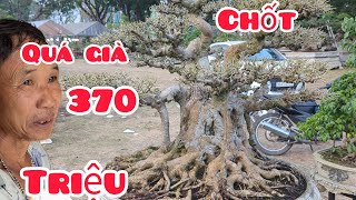 cây sanh song thụ siêu già được anh bạn trẻ chốt giá bán 370  triệu