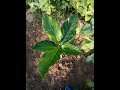 பல வகையான பலா இலை எங்கள் தோட்டத்தில் types of jack plant leaves in my farm