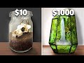 $10 vs $1,000 Terrarium Ecosystem!