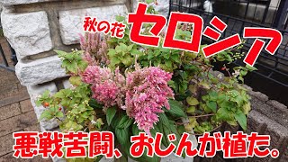 【ホームセンター・コウナン】で、購入した、セロシアで、寄せ植えを作りました。「やまぼうし」の剪定をしました。(2023年秋)