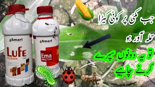 مکئی کے پتوں پر کیڑوں کے لیے بہترین سپرے Excellent spray for insects on corn leaves