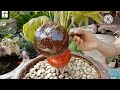 การแก้ไขกะลามะพร้าวหลุด fixing a loose coconut shell